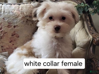 Chinese Crested dogs Chinese Crested Puppy 4 - Ad 2