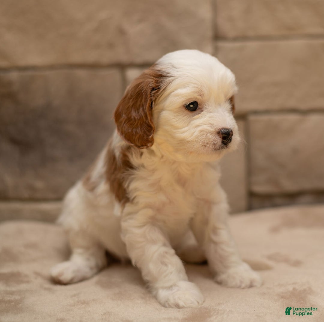 Cavapoo dogs for sale: Caramel - Ad 2