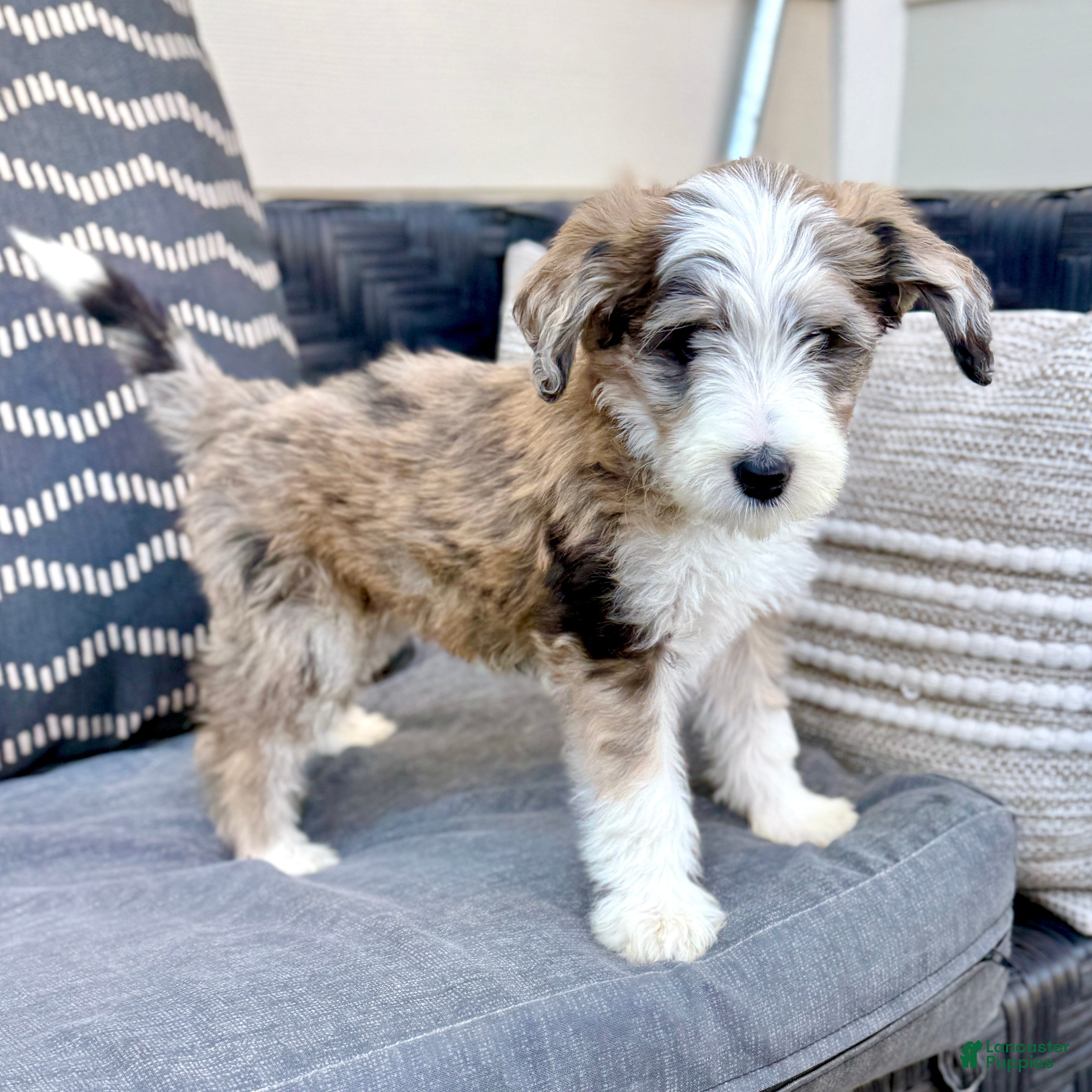Bernedoodle dogs Treat - Ad 1