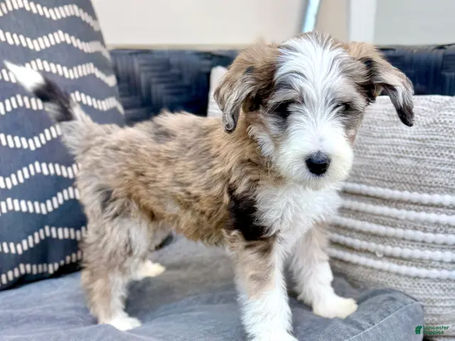 Bernedoodle dogs for sale: Treat - Ad 1