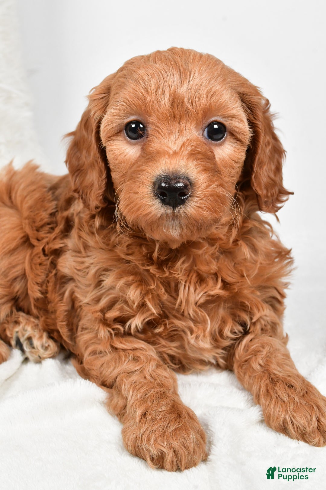 Mini Goldendoodle dogs for sale: Molly - Ad 3