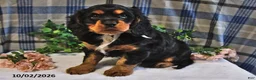 Cavalier King Charles Spaniel dogs for sale: Charlie - Ad 1