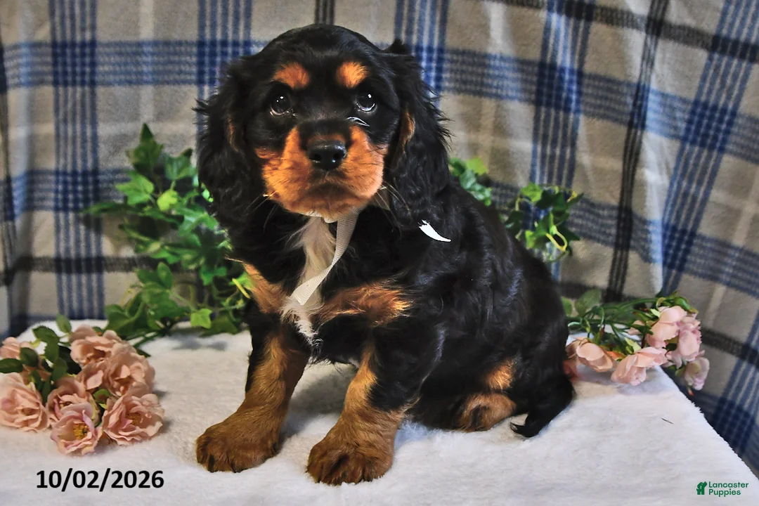 Cavalier King Charles Spaniel dogs for sale: Charlie - Ad 1