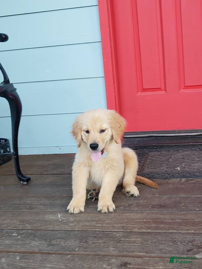 Golden Retriever dogs White Girl - Ad 1
