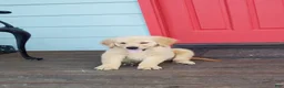 Golden Retriever dogs for sale: White Girl - Ad 1