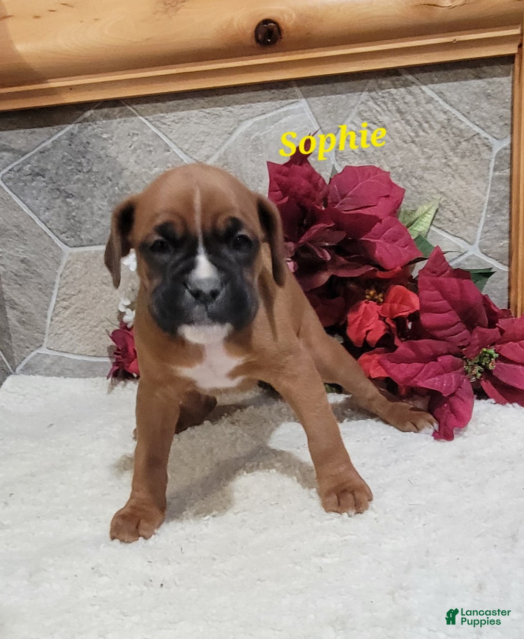 Boxer dogs for sale: Sophie - Ad 2