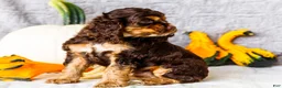 Cocker Spaniel dogs for sale: Polly - Ad 3