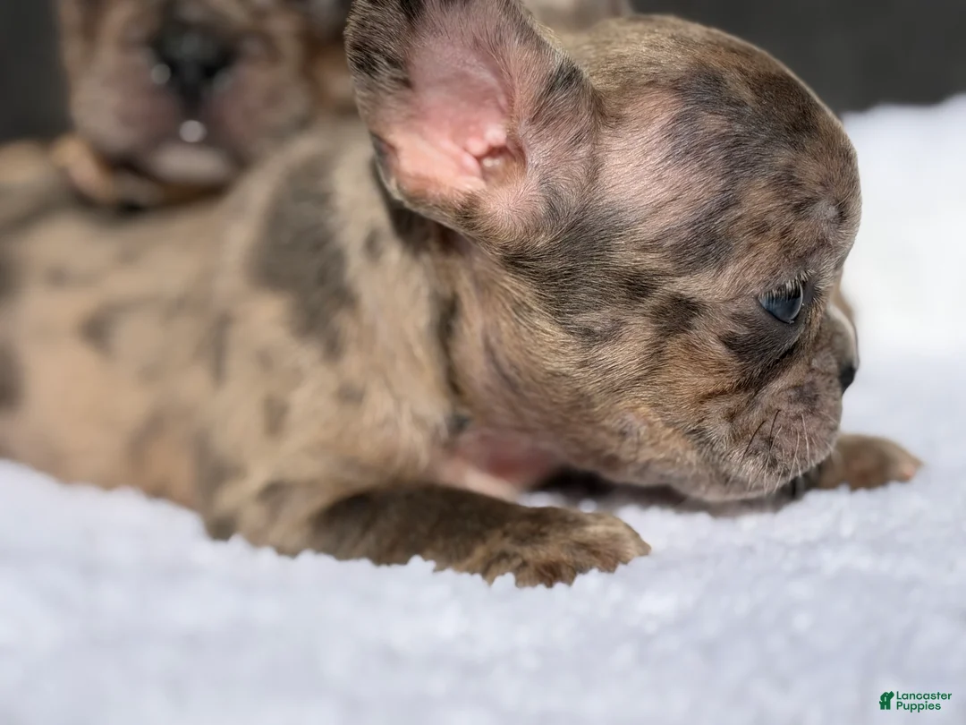 French Bulldog dogs for sale: French Bulldog 4 - Ad 3