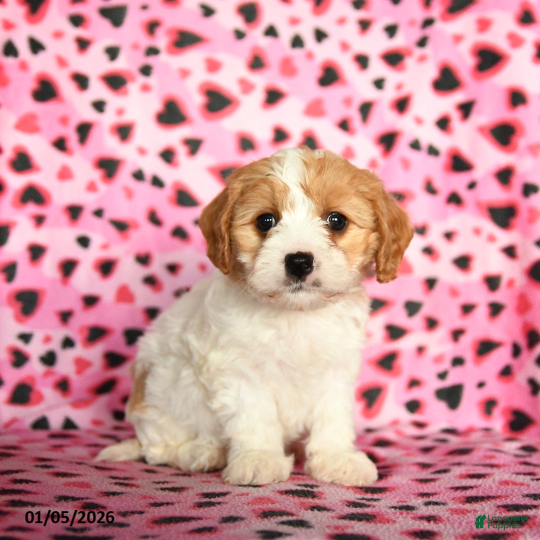 Cavachon dogs for sale: Barbie - Ad 3