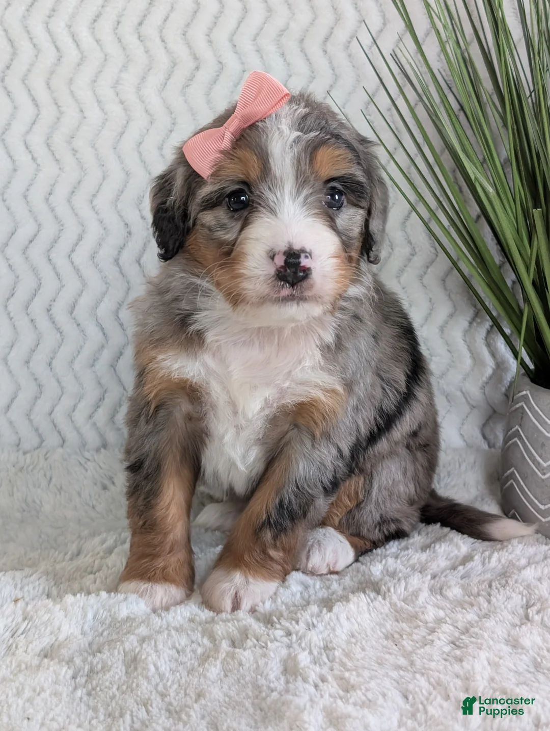 Mini Bernedoodle dogs for sale: Mini Pippa  - Ad 9