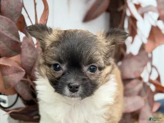 Chihuahua dogs Bixby - Ad 36