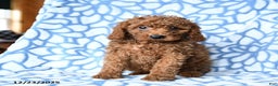 Mini Goldendoodle dogs for sale: Coffee - Ad 1