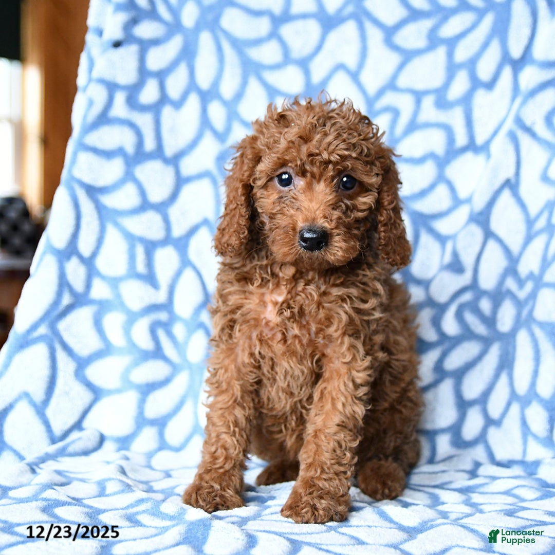 Mini Goldendoodle dogs for sale: Coffee - Ad 1