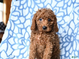 Mini Goldendoodle dogs Coffee - Ad 38