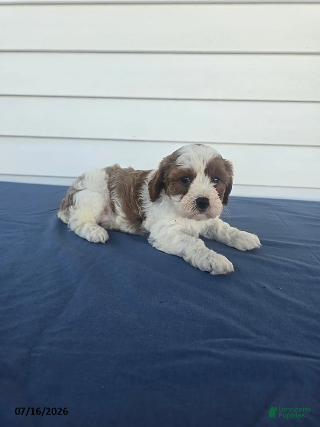 Cavapoo dogs for sale: Kia - Ad 3