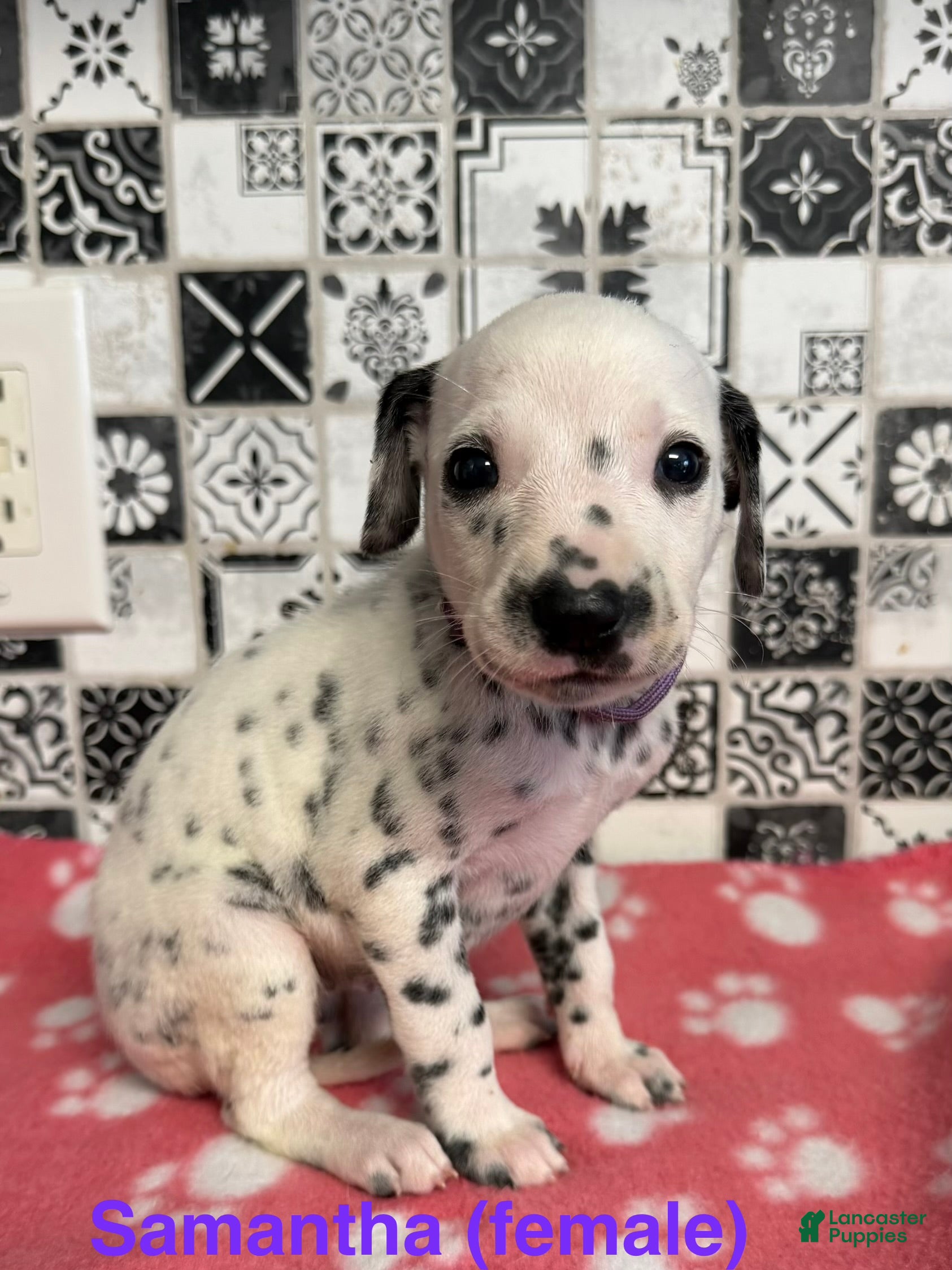 Dalmatian dogs Samantha - Ad 2