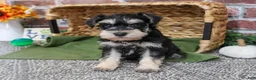 Miniature Schnauzer dogs for sale: Ethan - Ad 2