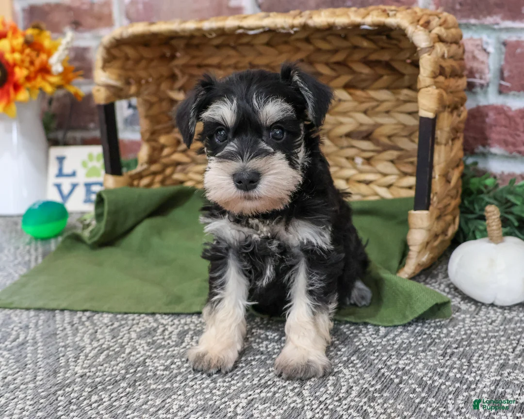 Miniature Schnauzer dogs for sale: Ethan - Ad 2