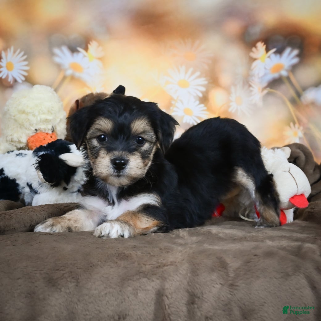 Chon Dog Breed Chi Chon Puppies For Sale Yochon Puppies For