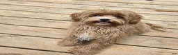 Maltipoo dogs for sale: JUNIPER  - Ad 3