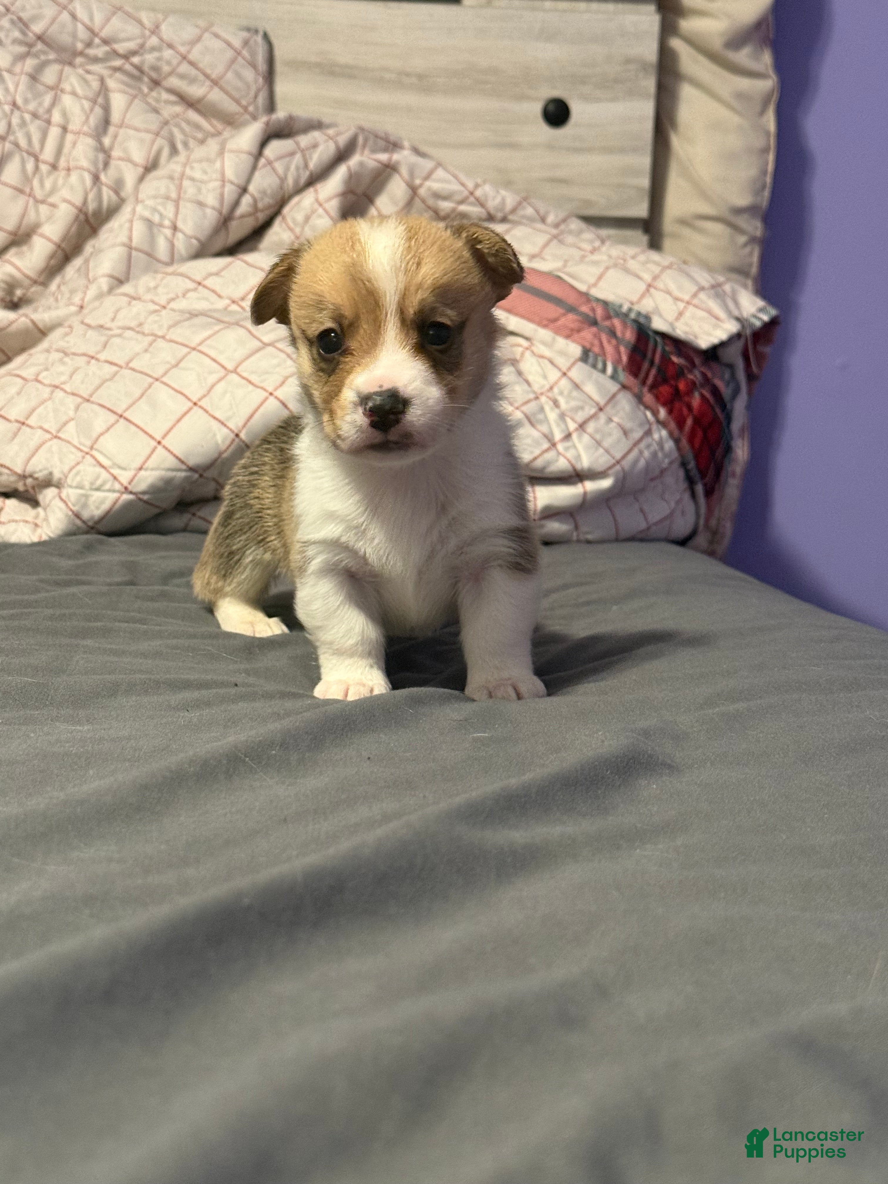 Welsh Corgi Pembroke dogs Welsh Corgi Pembroke Puppy 10 - Ad 2