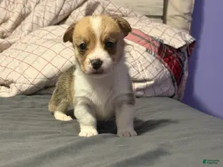 Welsh Corgi Pembroke dogs Welsh Corgi Pembroke Puppy 10 - Ad 2