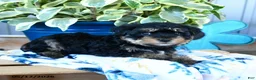 Yorkiepoo dogs for sale: Bumble Bee - Ad 3