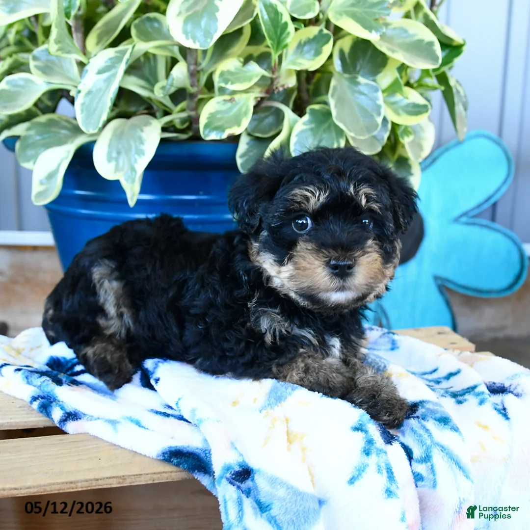 Yorkiepoo dogs for sale: Bumble Bee - Ad 3