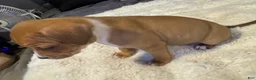 Mixed Breed dogs for sale: Ryder - Ad 22