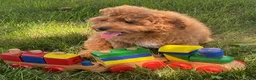 Cavapoo dogs for sale: Hector - Ad 4