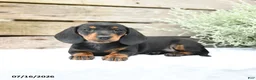 Miniature Dachshund dogs for sale: Daffodil - Ad 4