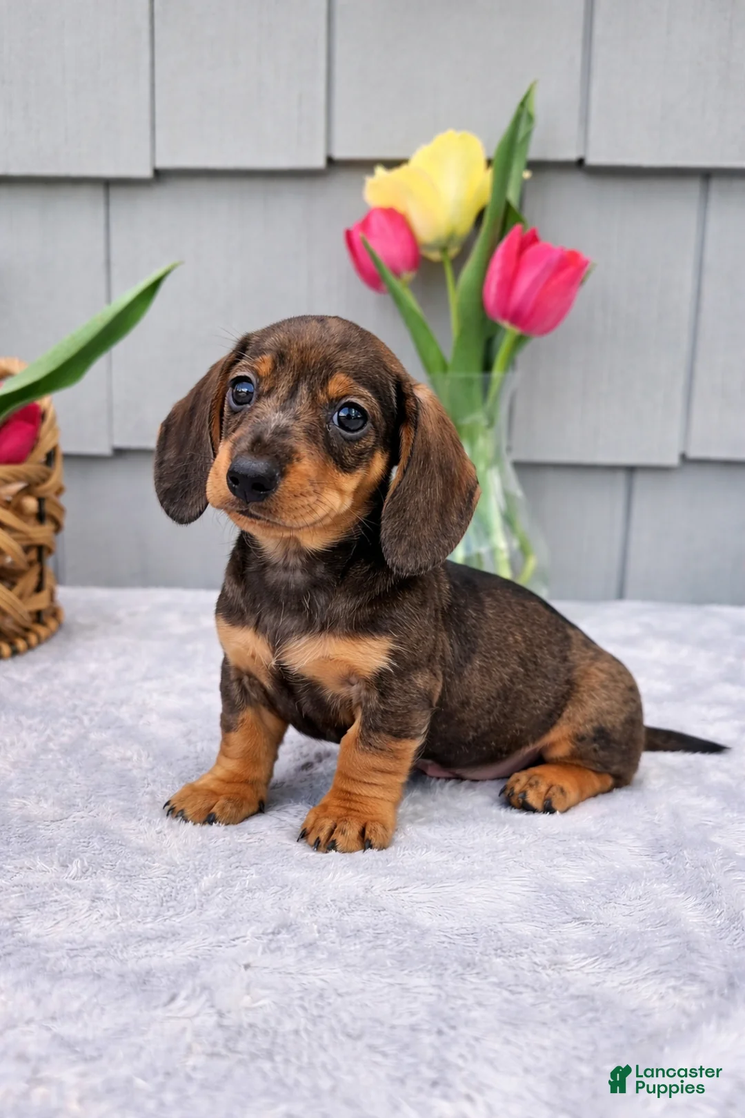 Dachshund dogs for sale: Maggie - Ad 6