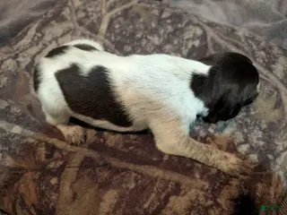 German Wirehaired Pointer dogs German Wirehaired Pointer Puppy 6 - Ad 14