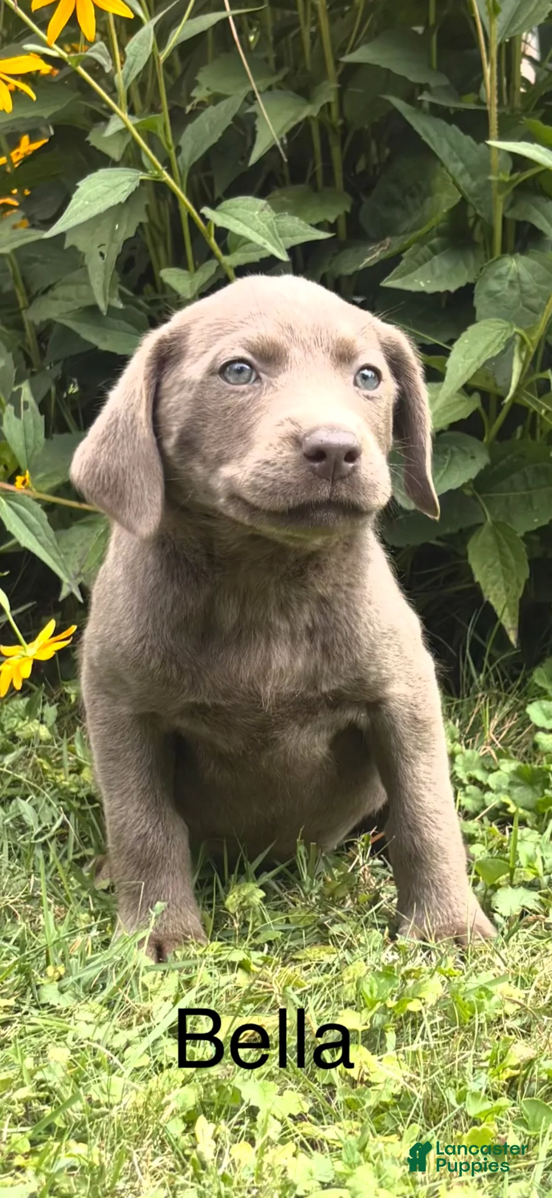 Labrador Retriever dogs for sale: Bella - Ad 1