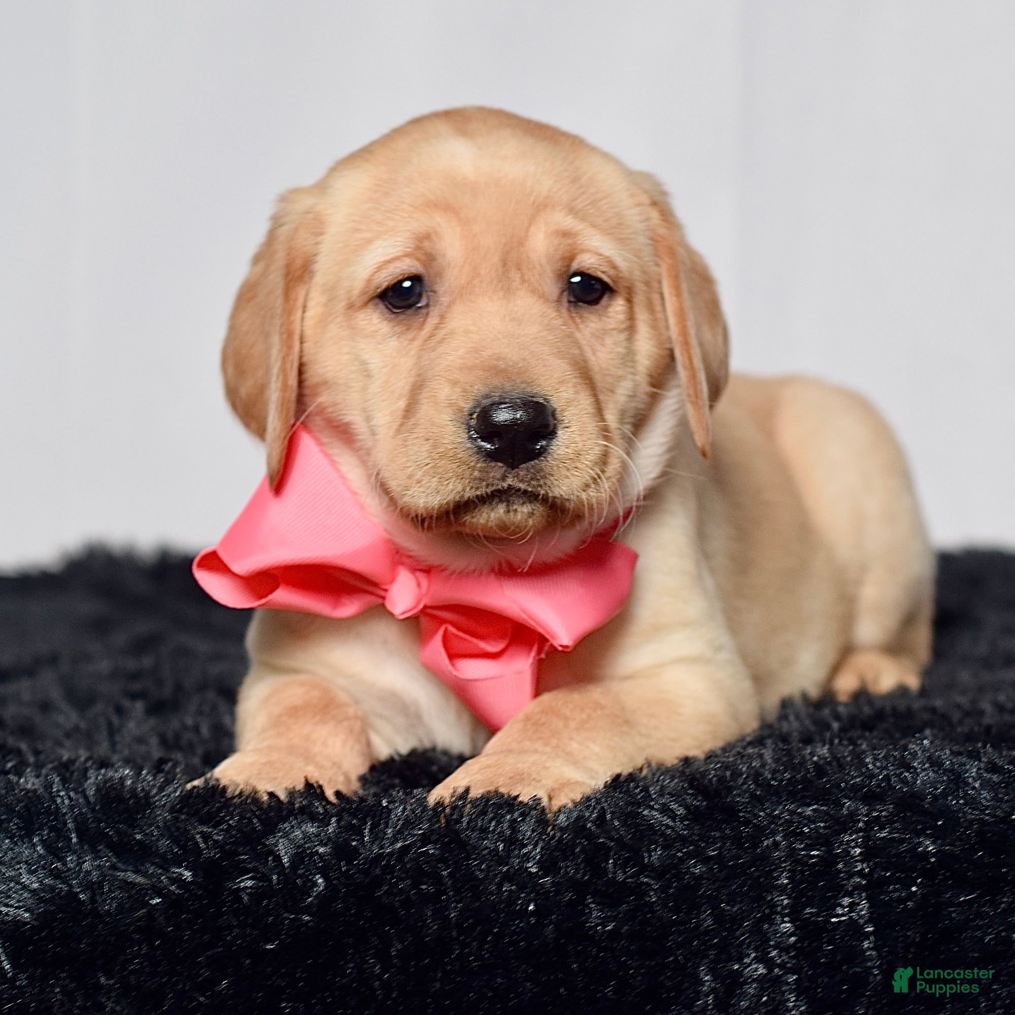 Labrador Retriever dogs Ivy - Ad 1