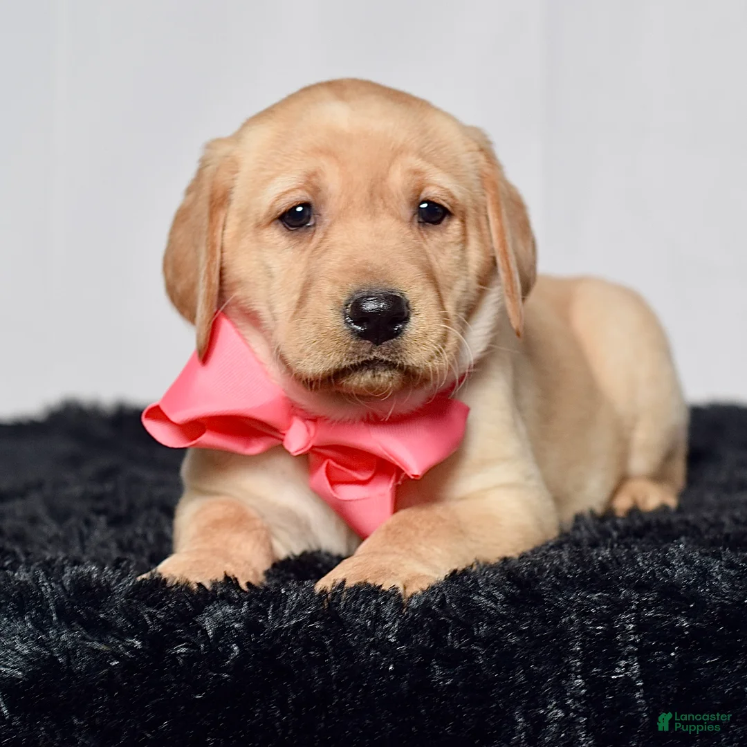 Labrador Retriever dogs for sale: Ivy - Ad 1