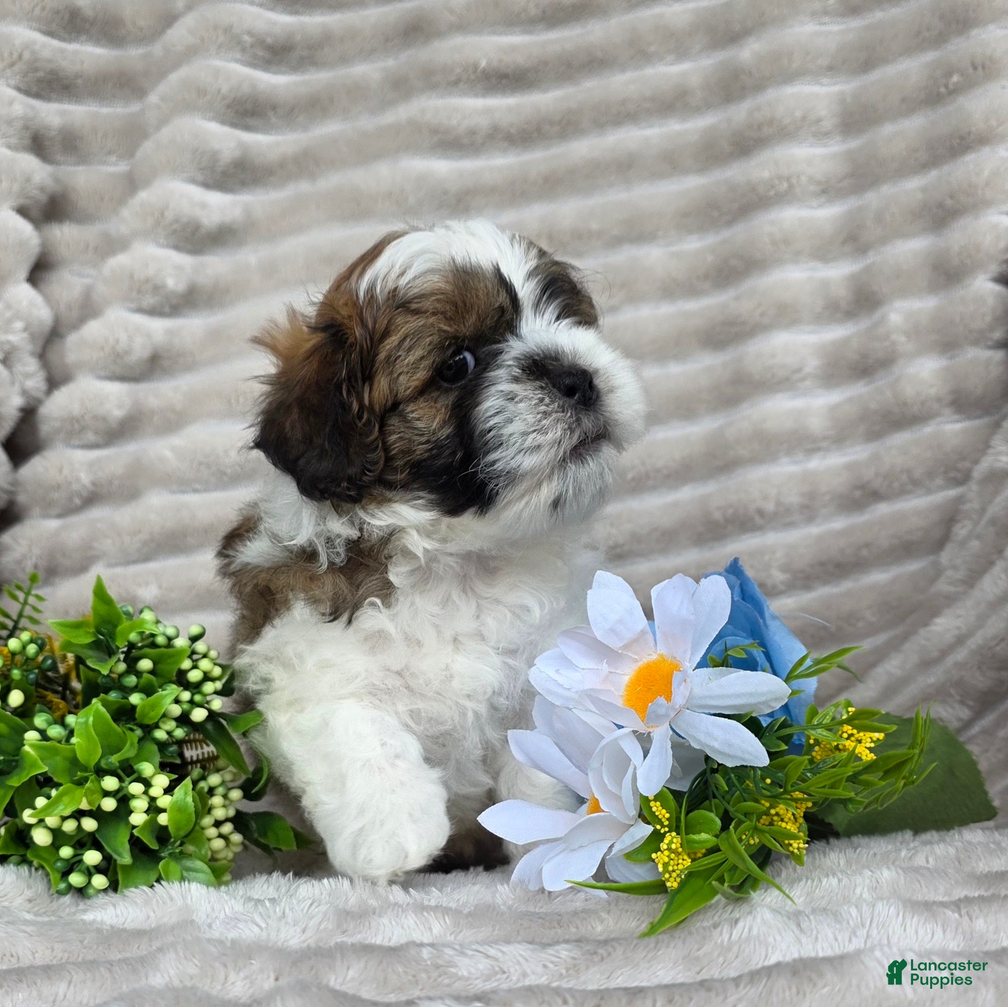 Shihpoo dogs Scout - Ad 1