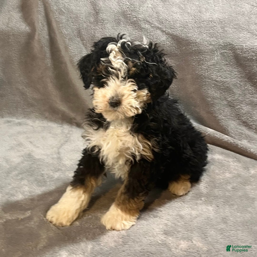 Mini Bernedoodle dogs for sale: Emily - Ad 4