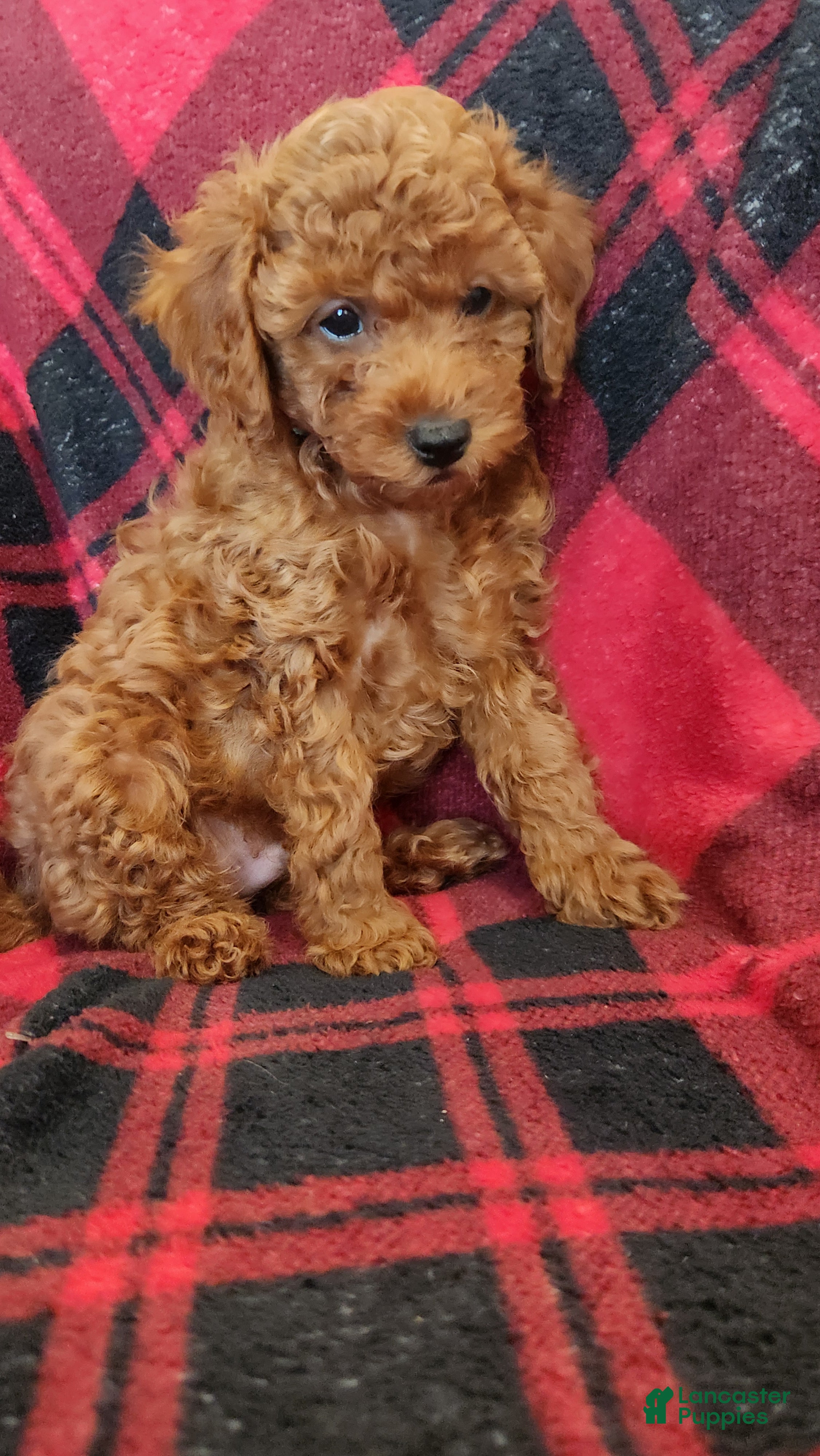 Cavapoo dogs Benji - Ad 14