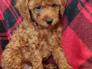 Cavapoo dogs Benji - Ad 15