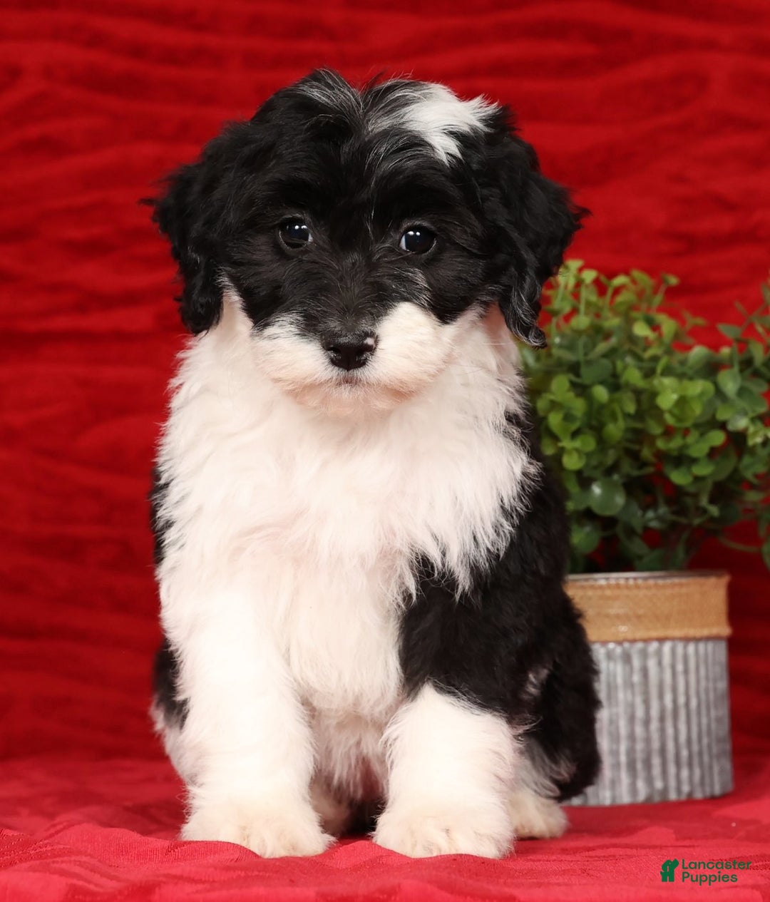 Mini Sheepadoodle dogs for sale: Sophia - Ad 6