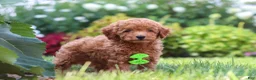Miniature Poodle dogs for sale: Leo - Ad 8