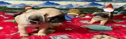 Pug dogs for sale: Billy - Ad 5