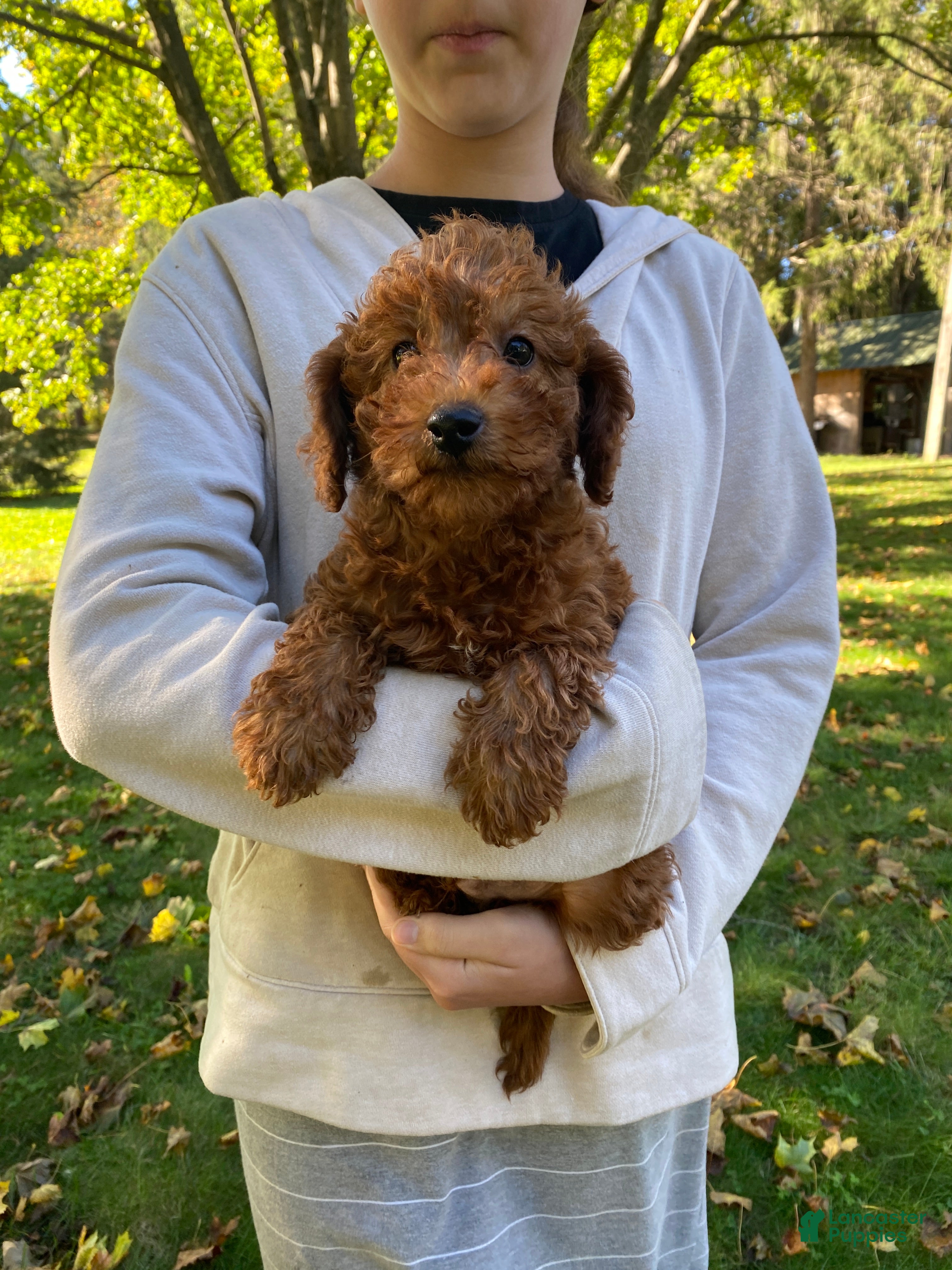 Miniature Labradoodle dogs for sale: Knox-mini red F1b  - Ad 1