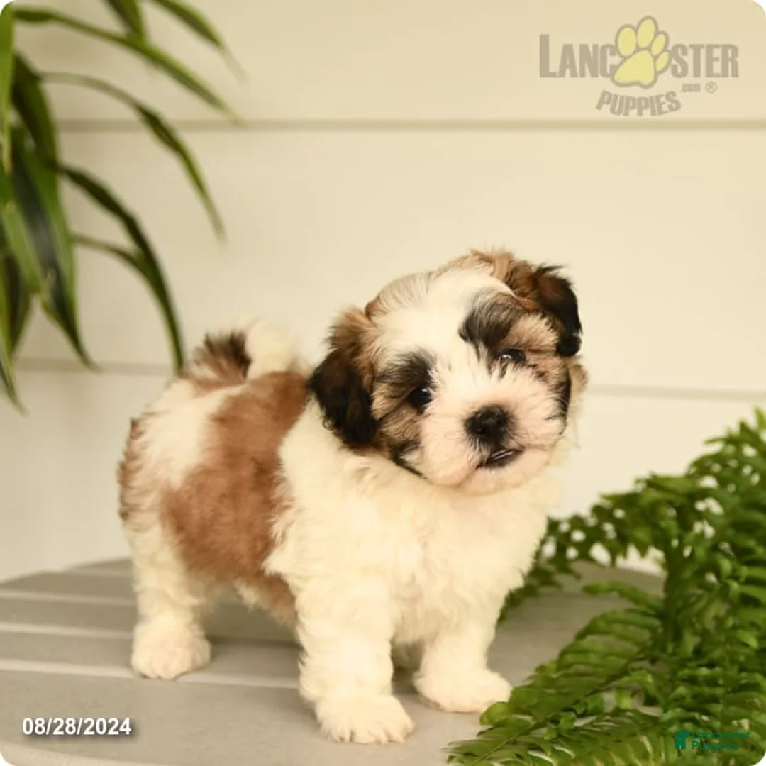 Gallery Image {{count}}