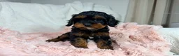 Cavapoo dogs for sale: Tootsie 🎀 - Ad 19