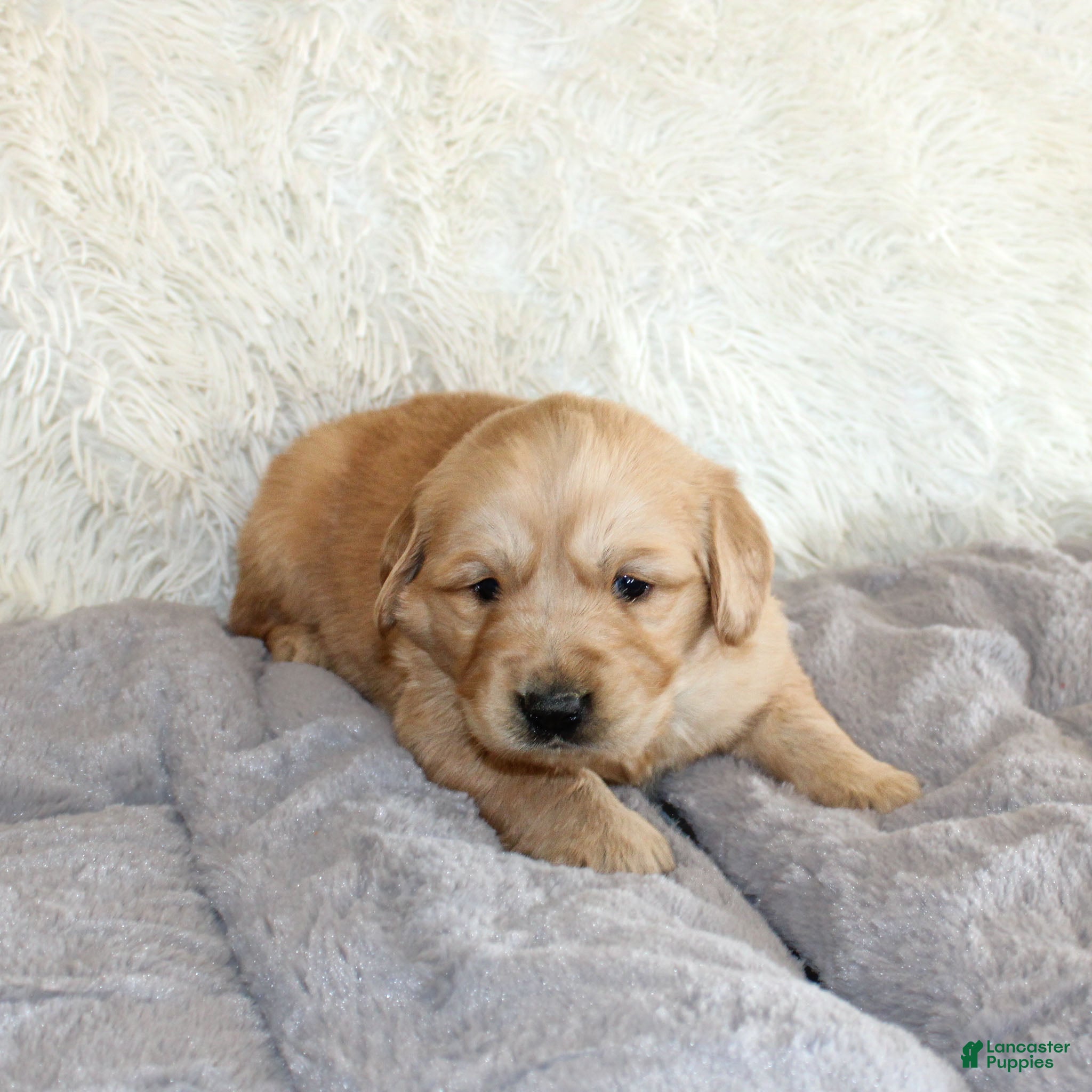 Golden Retriever dogs Frank the TRAINED Golden Retriever Puppy  - Ad 2