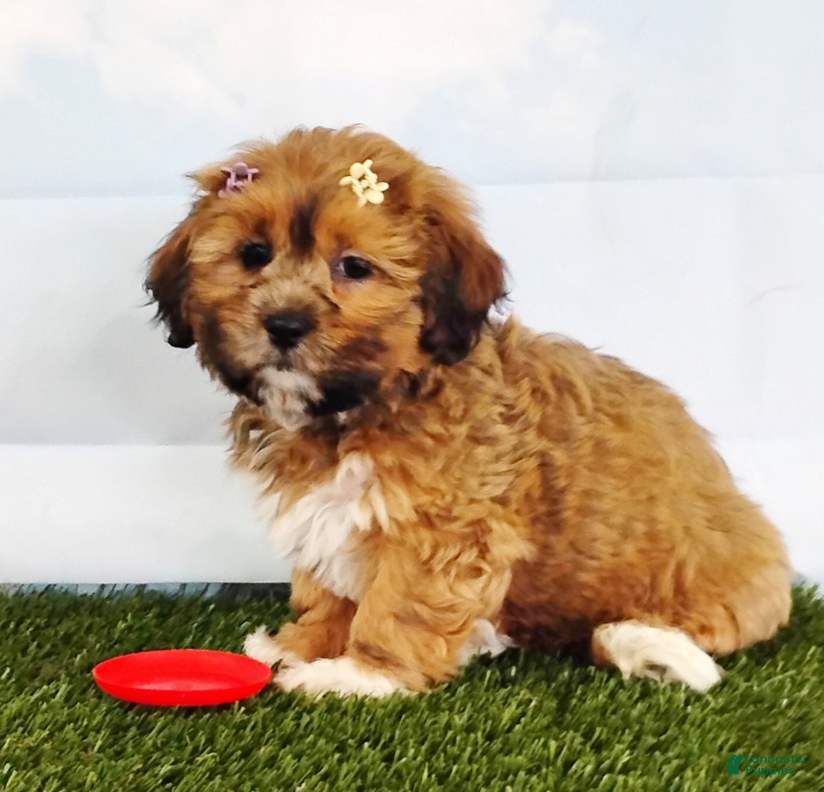 Mixed Breed dogs Eva - Ad 2