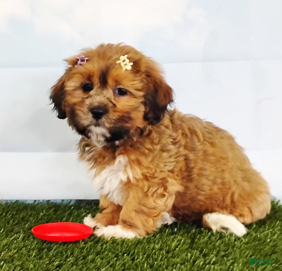 Mixed Breed dogs for sale: Eva - Ad 2