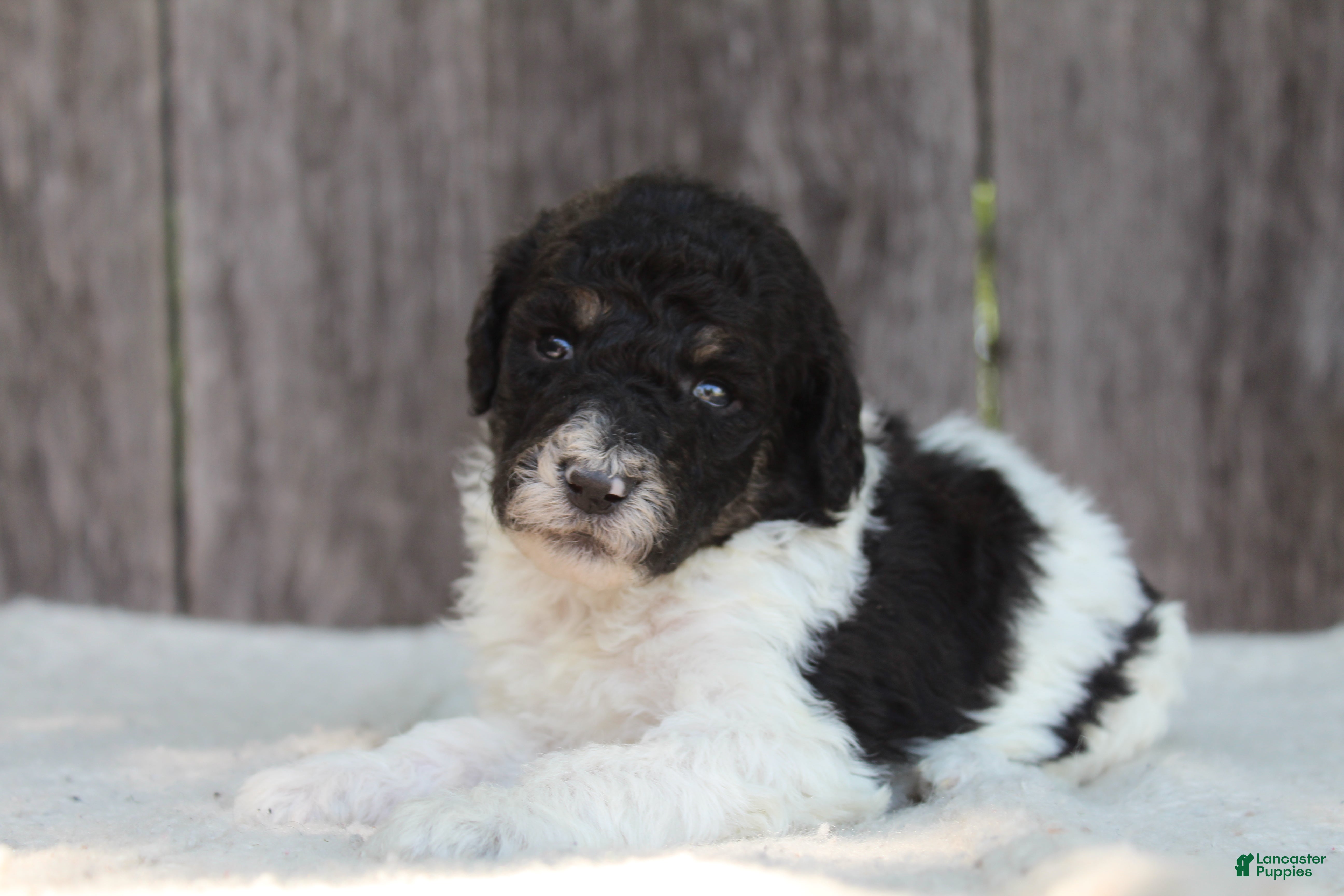 Standard Poodle dogs for sale: Sage AKC standard poodle - Ad 10